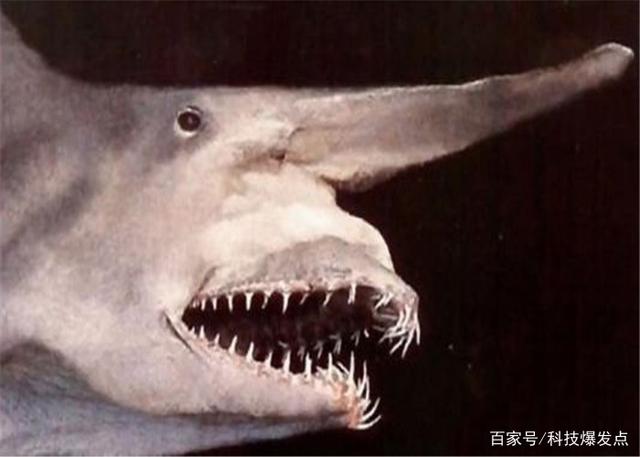 鯊魚的嘴里長出“齒輪”，逮捕獵物極為鋒利，科學家研究上百年！